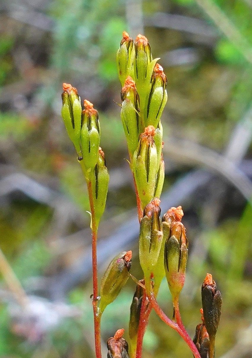 Drosera rotundifolia fruit
