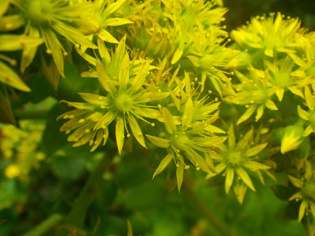 Aeonium cuneatum flower