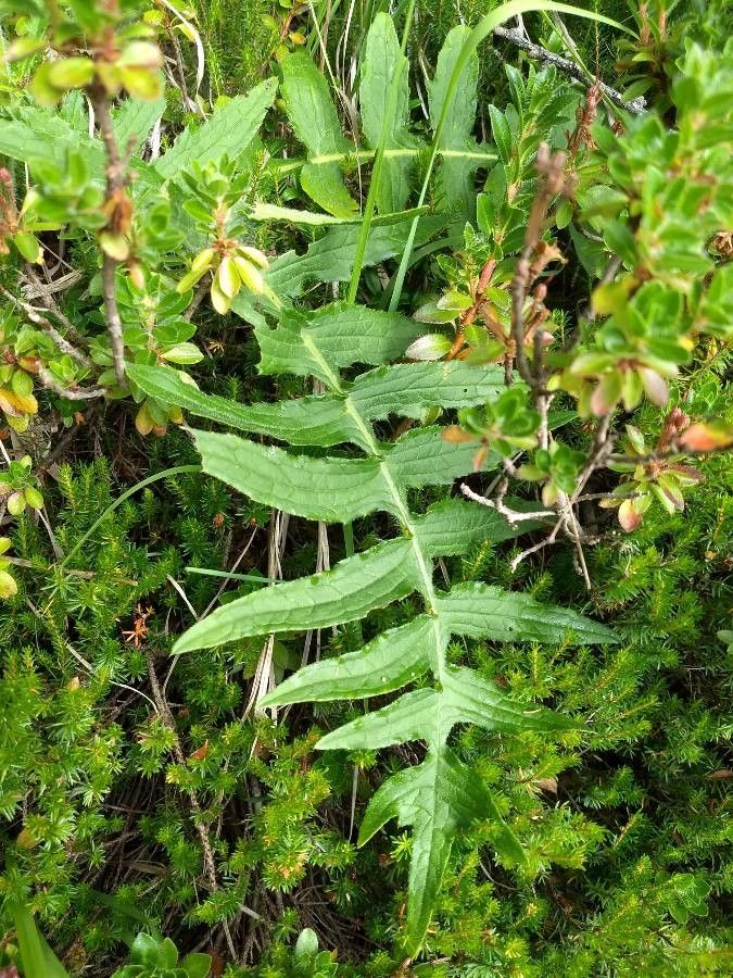 Cirsium erisithales — search result for 'Cirsium'