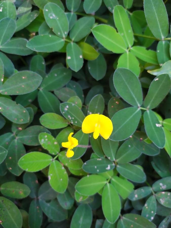 Arachis repens flower