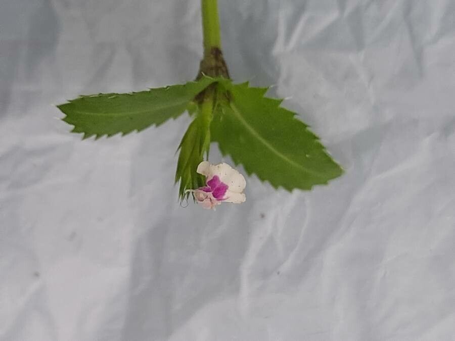 Lindernia ciliata flower