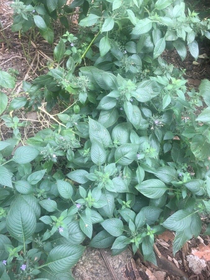 Ruellia paniculata habit
