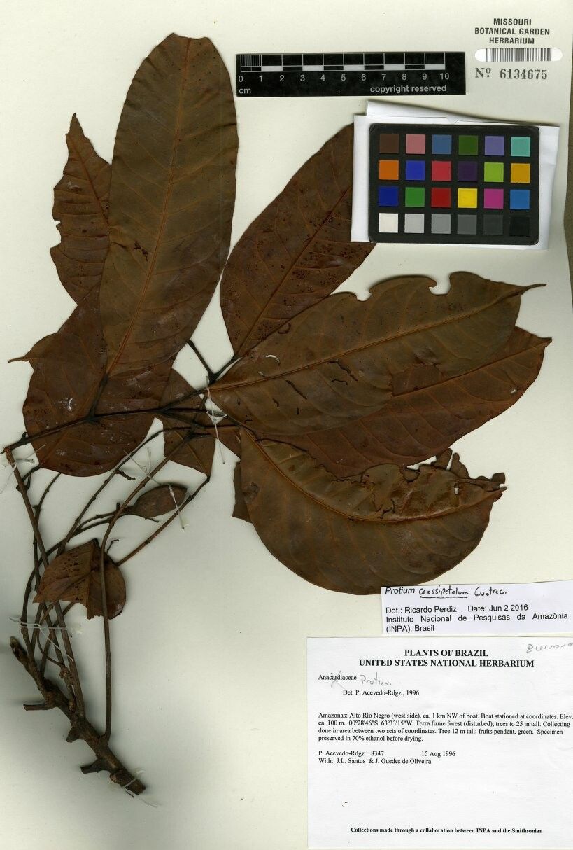 Protium crassipetalum — houseplant care guide