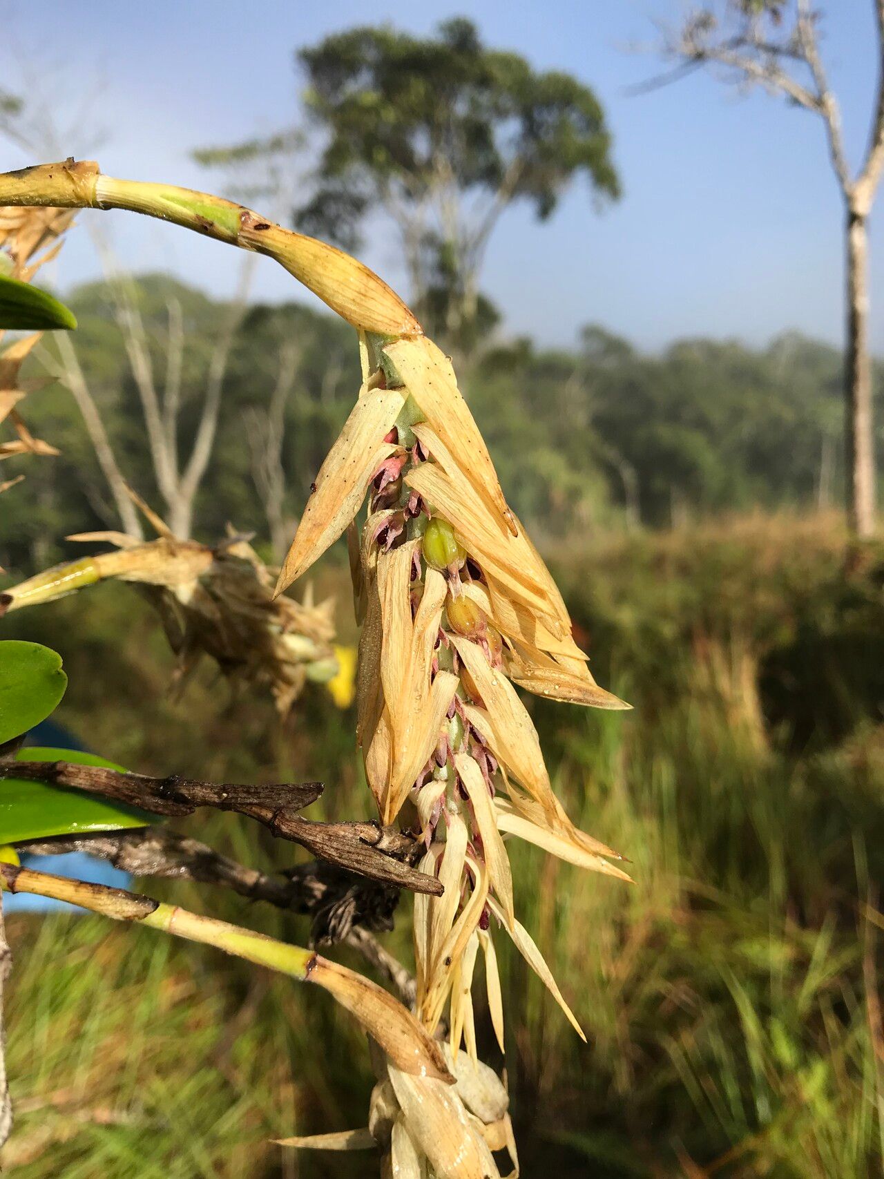 Bulbophyllum luteobracteatum other