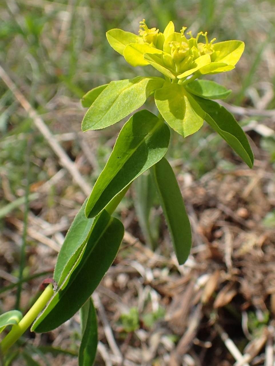 Euphorbia verrucosa habit