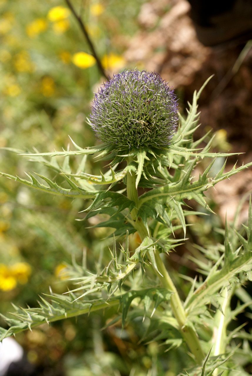 Echinops fontqueri flower