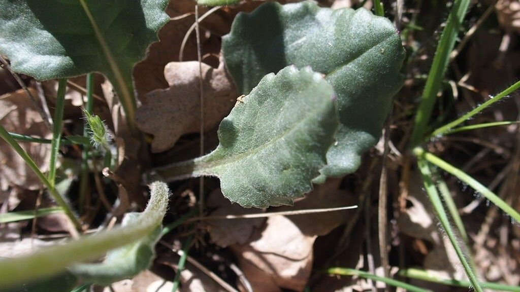 Senecio provincialis leaf