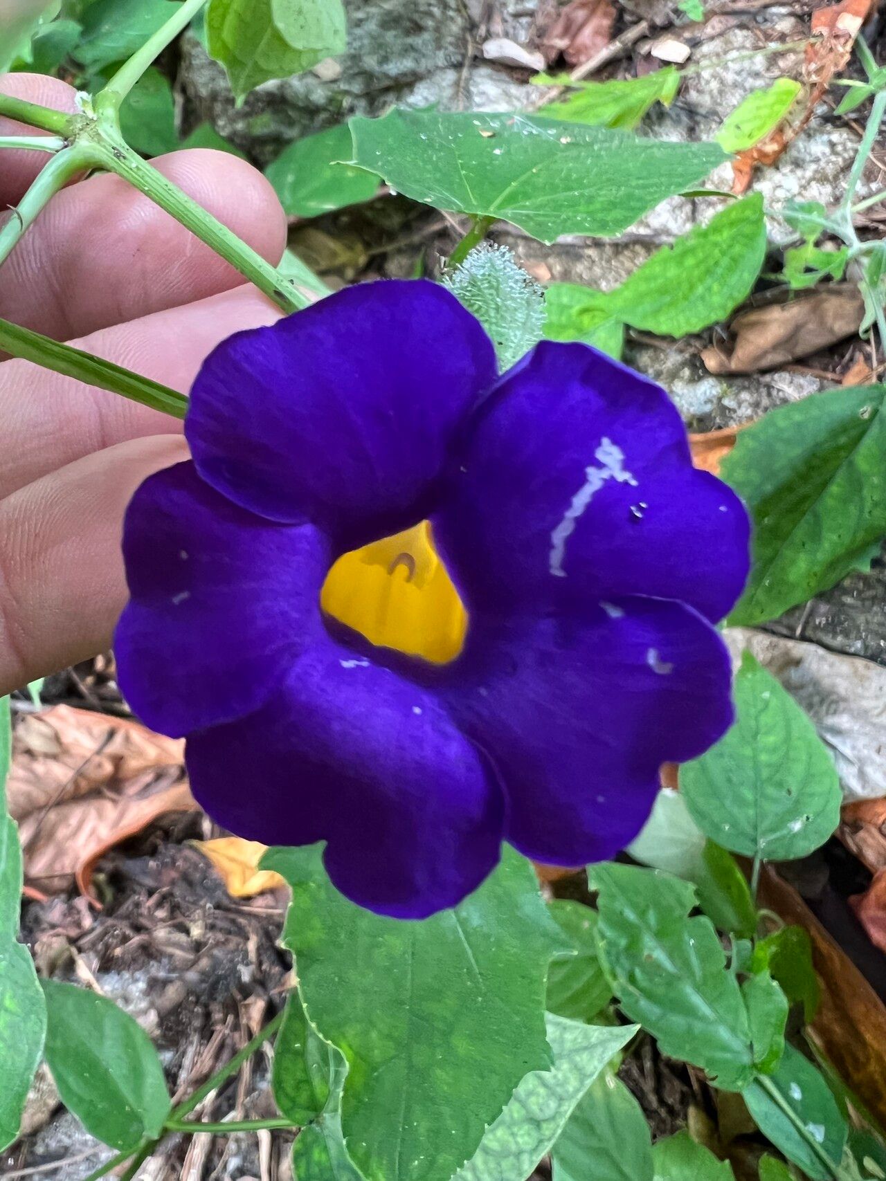 Thunbergia petersiana flower