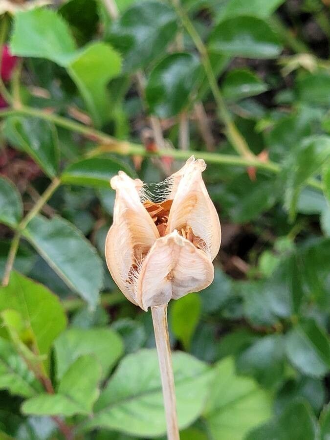 Tulipa sylvestris fruit