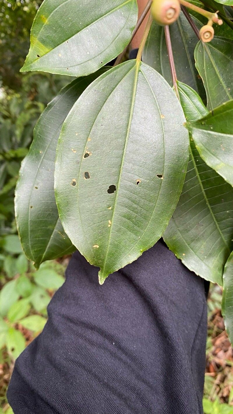 Miconia conochiriquensis — houseplant care guide