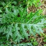 Acanthus spinosus