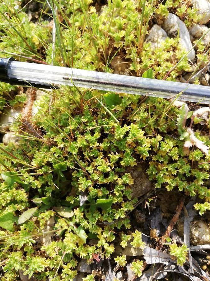 Aphanes australis habit