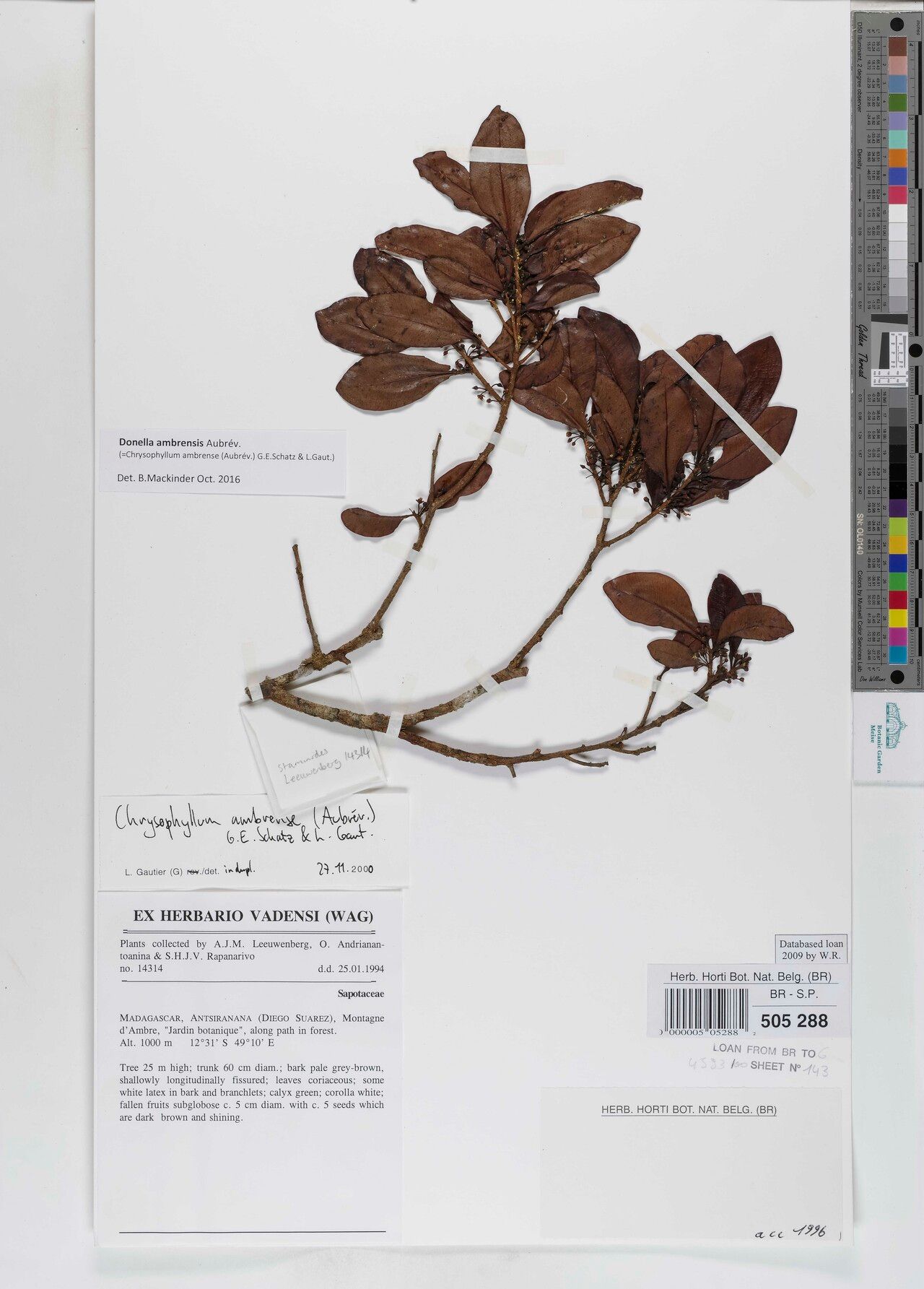 Donella ambrensis — related species from the same genus