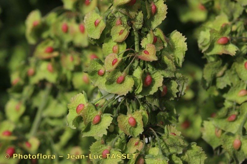 Rumex × dimidiatus fruit