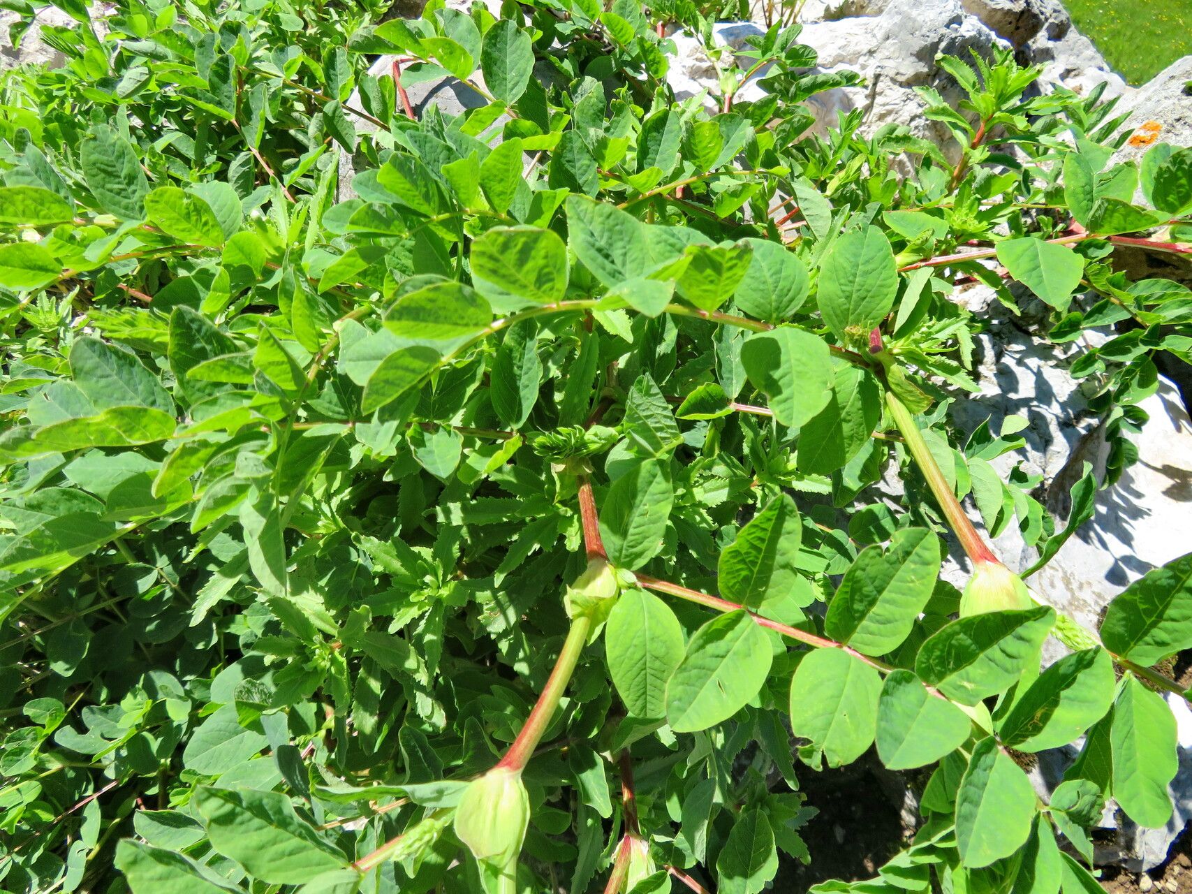 Astragalus chinensis leaf