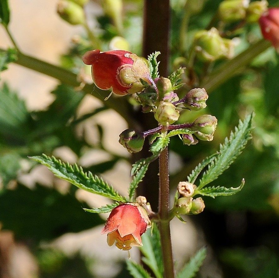 Scrophularia sambucifolia leaf