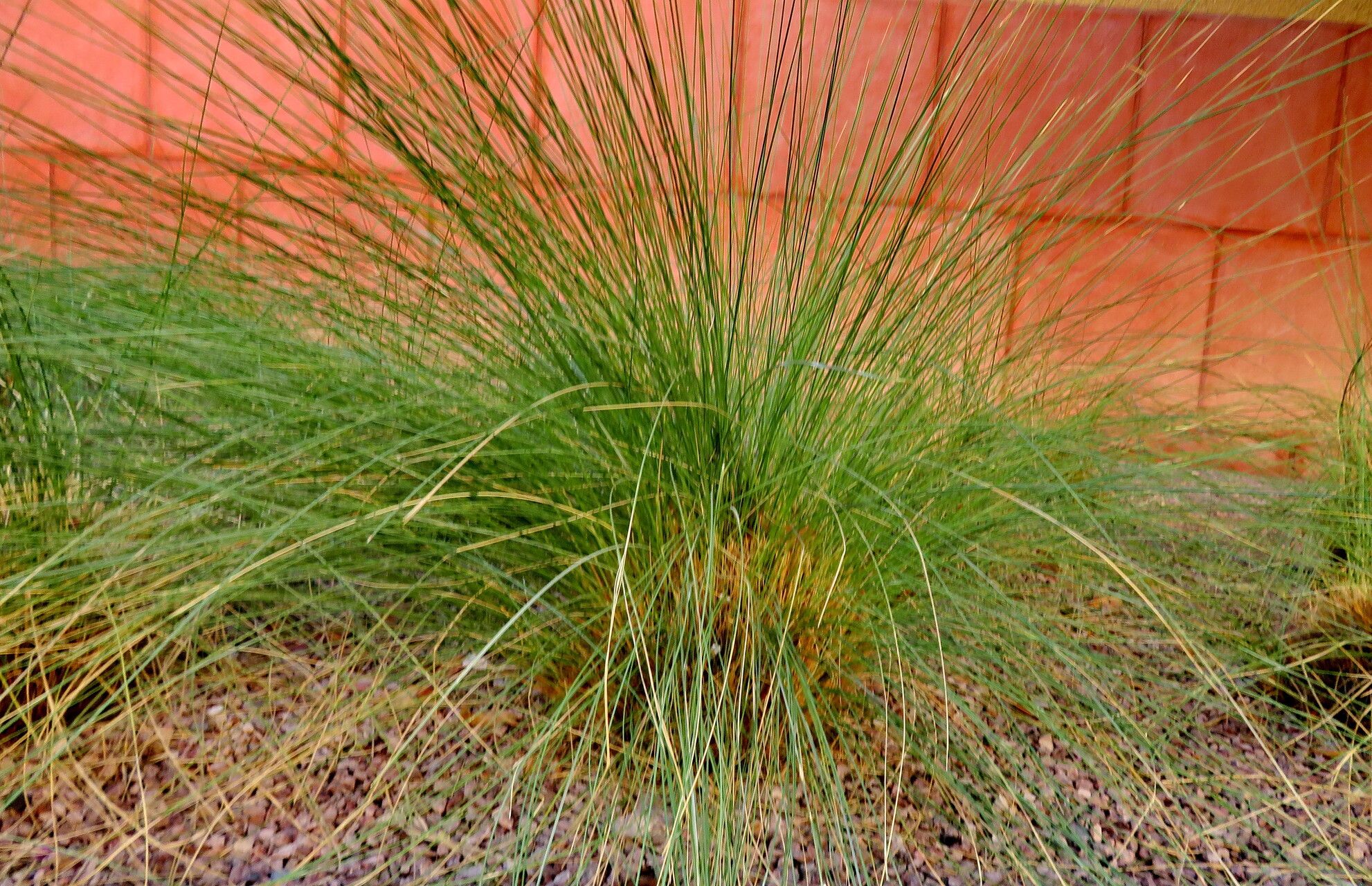 Aristida similis habit