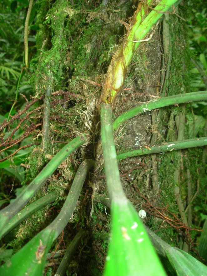 Philodendron cretosum bark