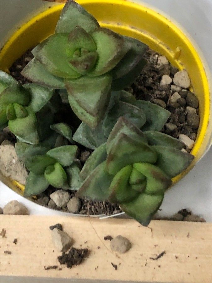 Crassula brevifolia