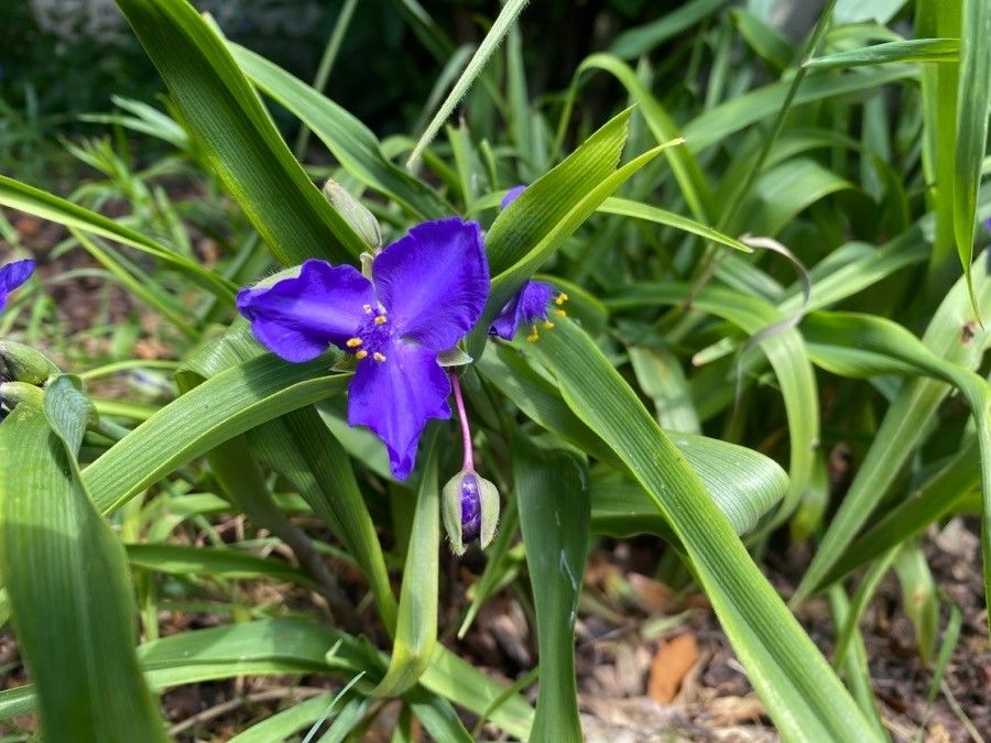 Tradescantia × andersoniana flower