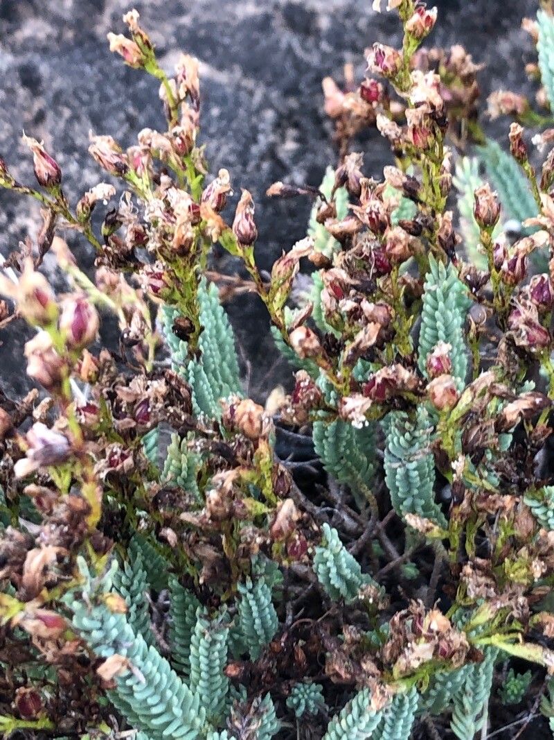 Hypericum ericoides flower