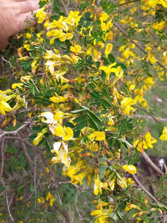 Hippocrepis emerus flower