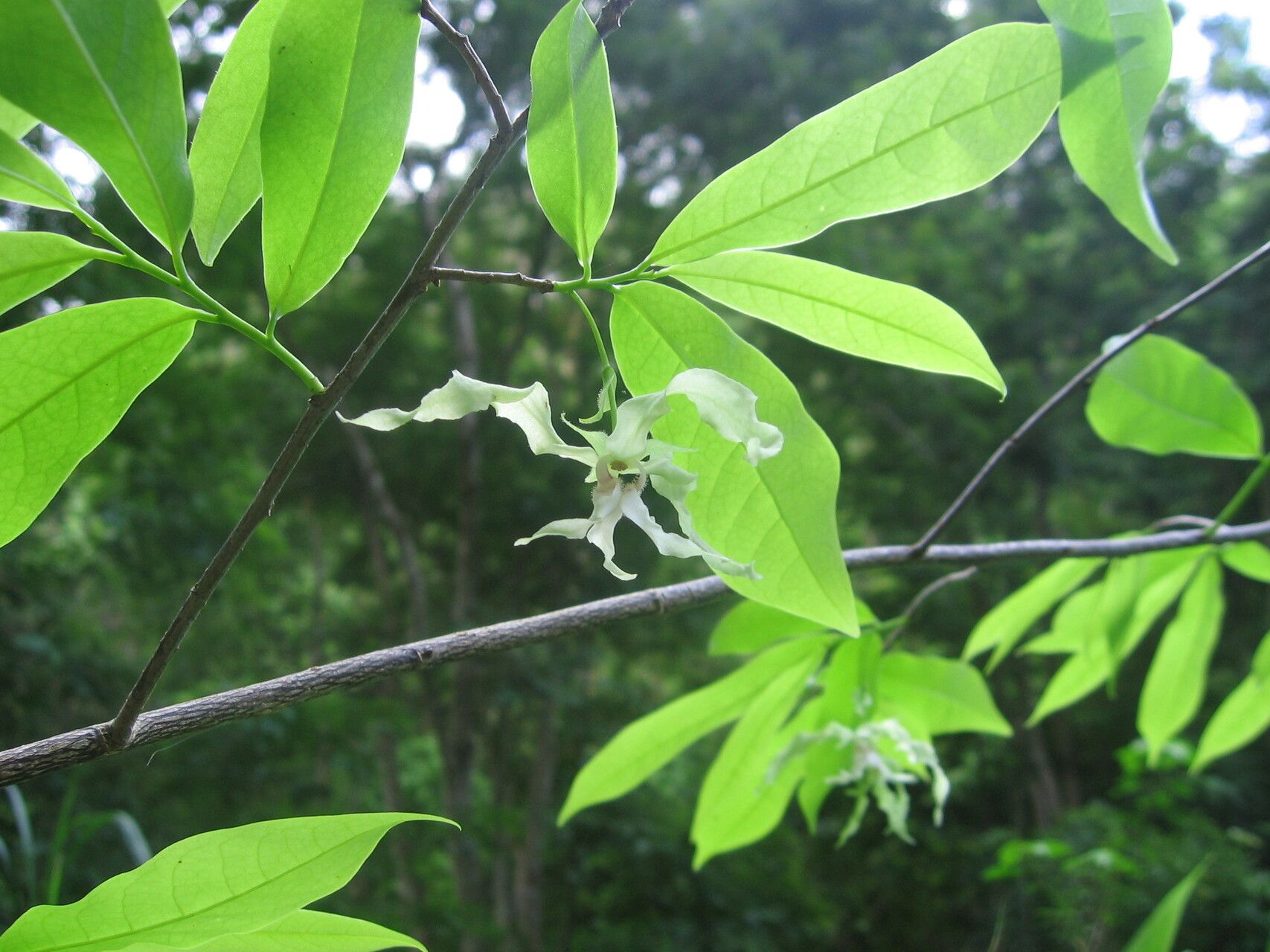 Monodora hastipetala other