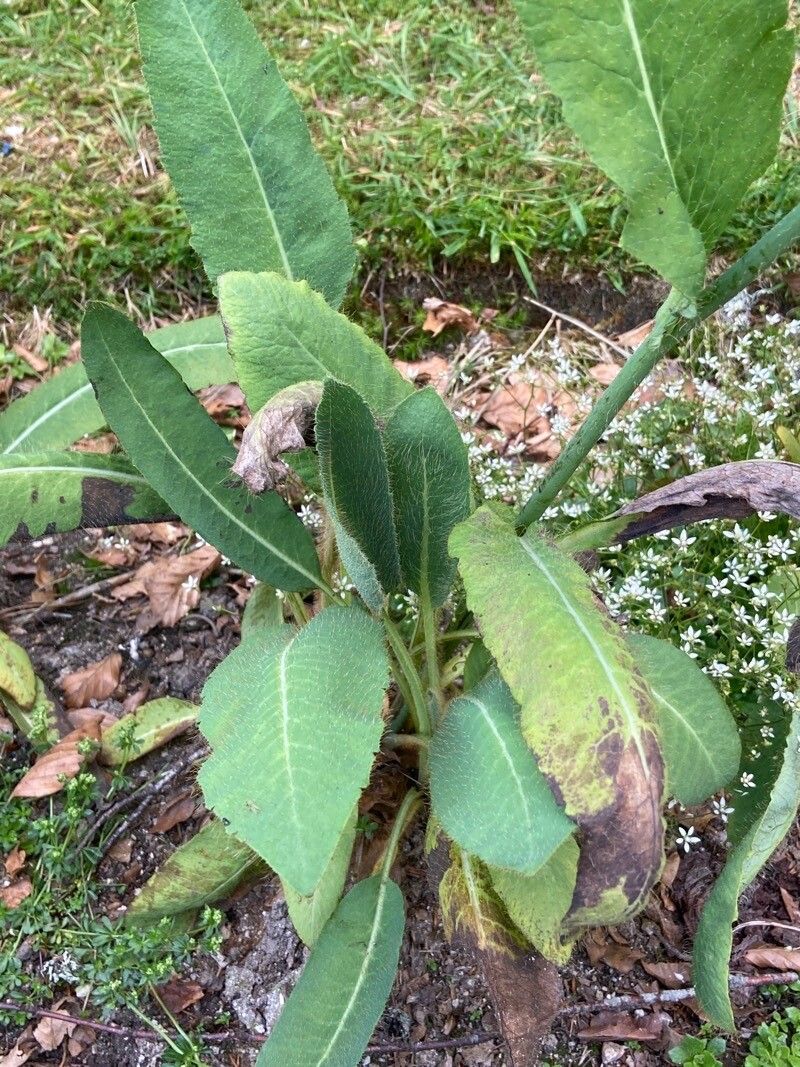 Meconopsis grandis leaf