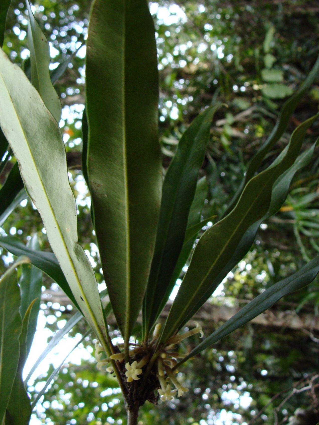 Pittosporum poueboense — search result for 'Pittosporum'