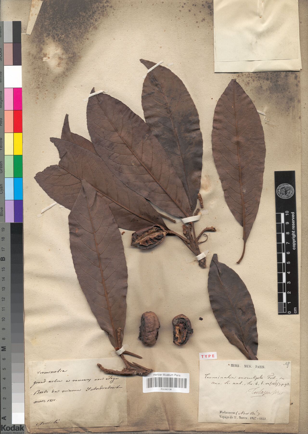 Terminalia exsculpta — houseplant care guide