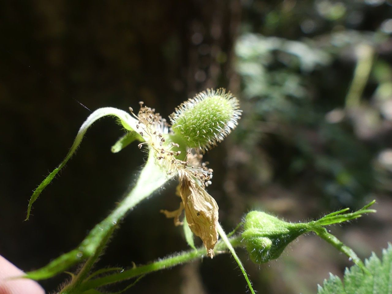 Rubus fraxinifolius fruit