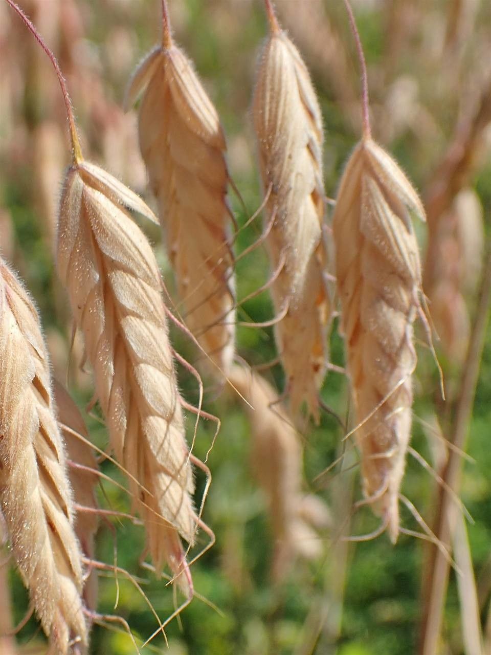 Bromus squarrosus fruit