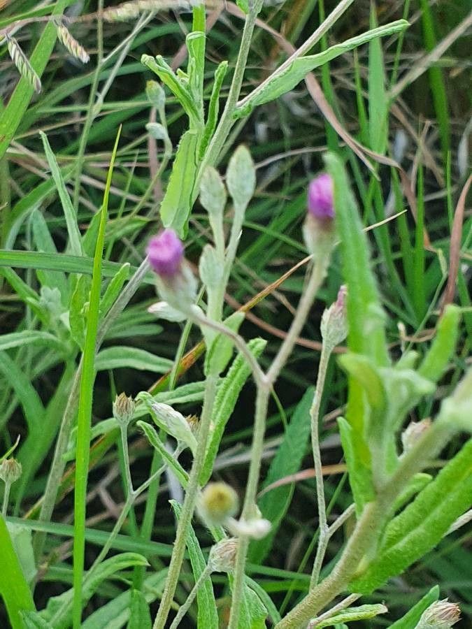 Gutenbergia rueppellii flower