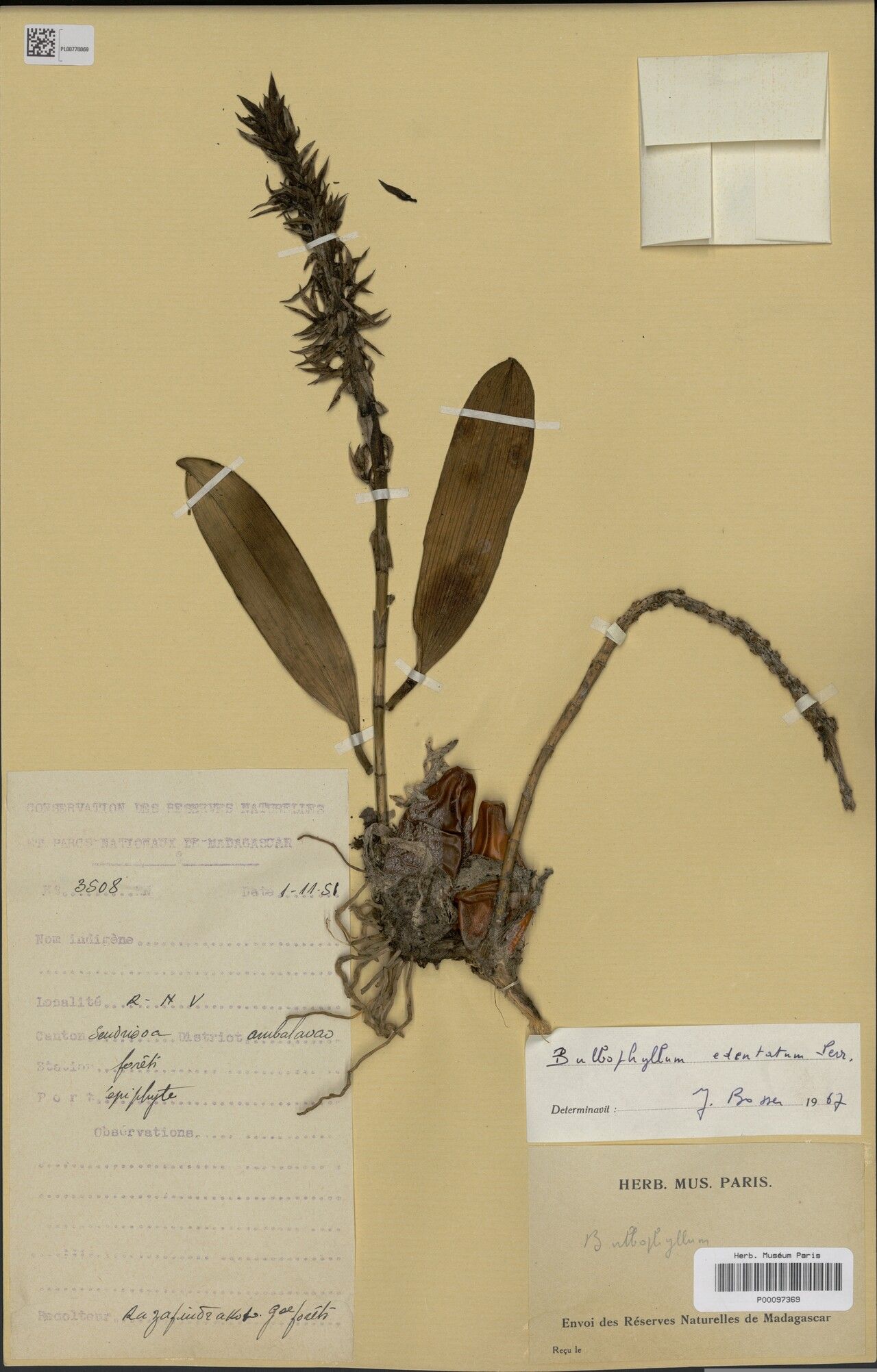 Bulbophyllum edentatum — houseplant care guide