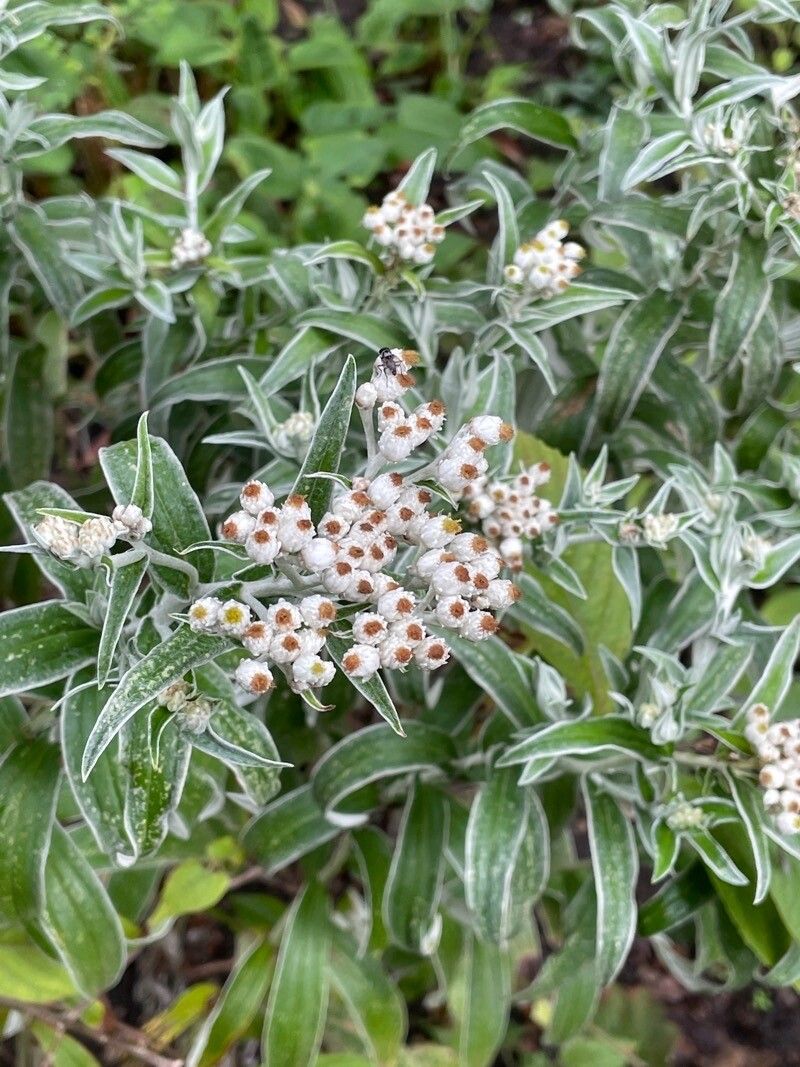 Anaphalis triplinervis fruit
