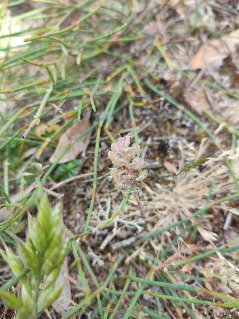 Alyssum simplex fruit