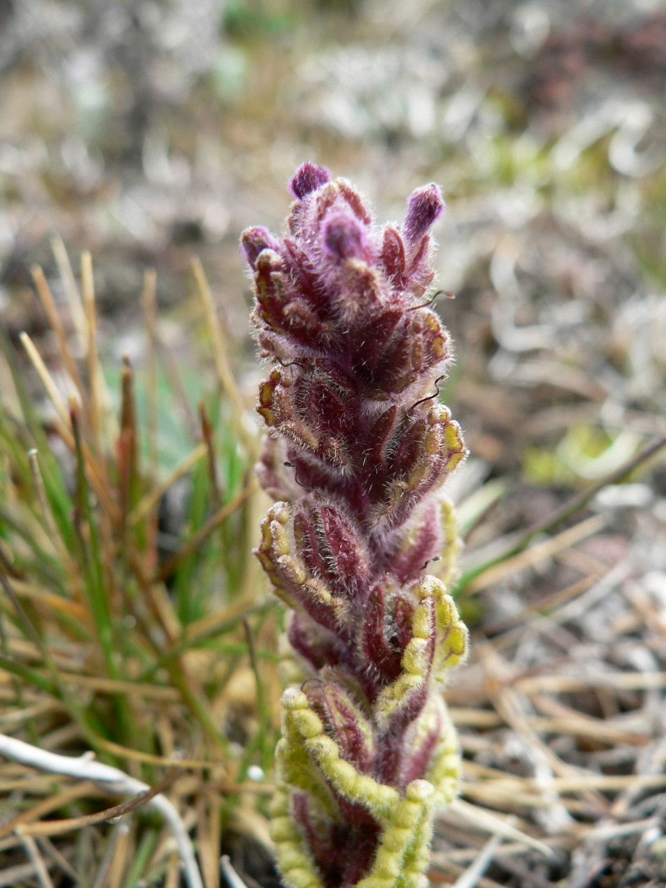 Bartsia stricta flower