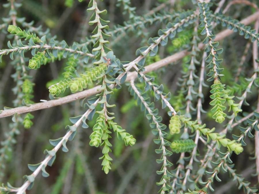 Melaleuca gibbosa — search result for 'Melaleuca'
