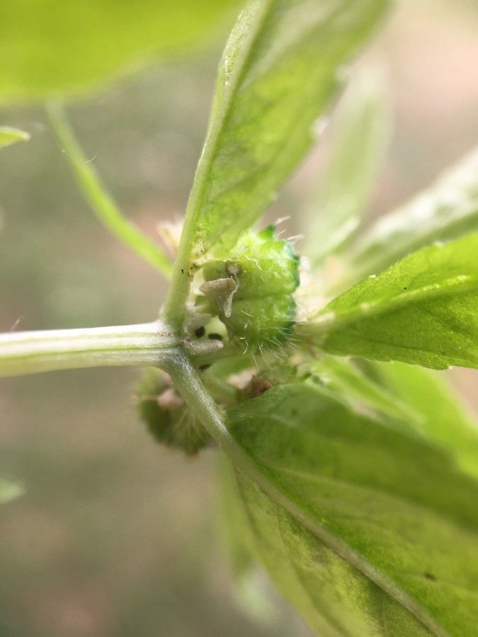 Mercurialis ambigua fruit