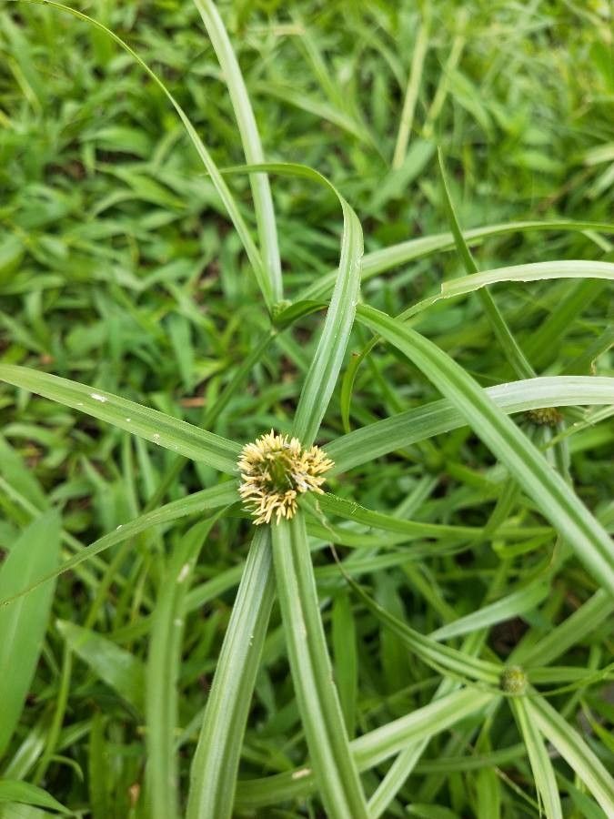 Kyllinga elata — related species from the same genus