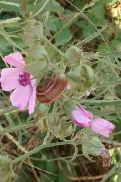 Althaea cannabina fruit