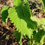 Leonotis nepetifolia