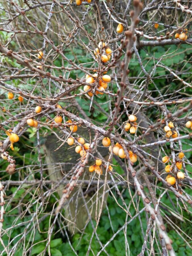 Hippophae rhamnoides fruit