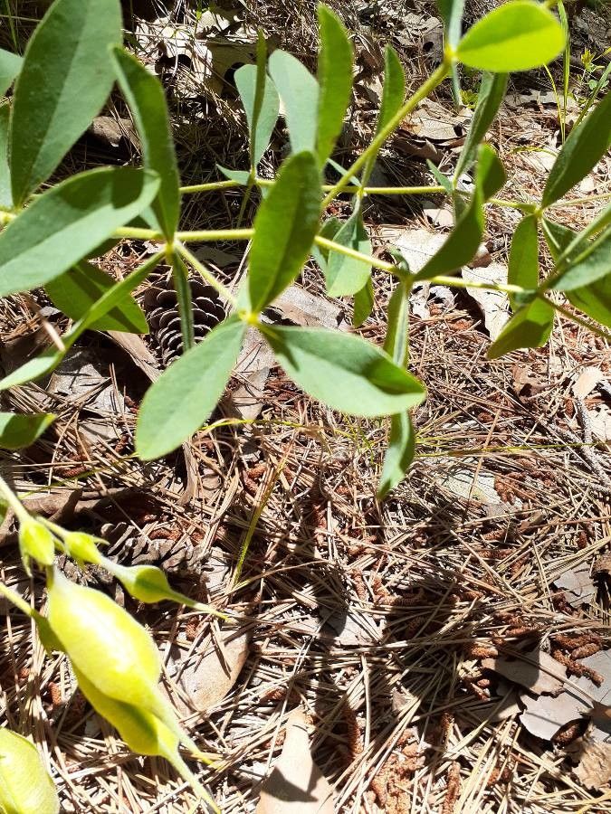 Baptisia bracteata