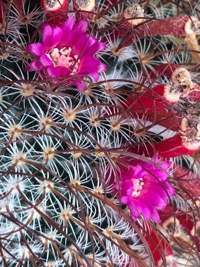 Mammillaria huitzilopochtli flower