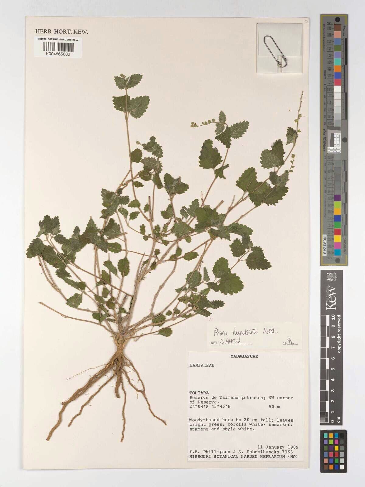 Priva humbertii — related species from the same genus