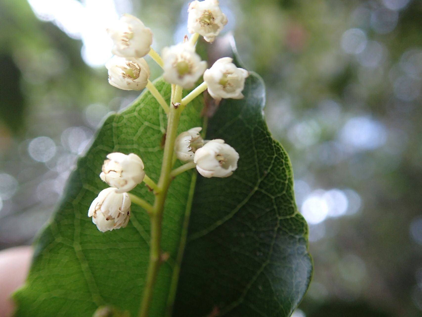 Elaeocarpus dognyensis flower