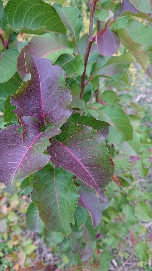 Pyrus × salviifolia — search result for 'Pyrus'