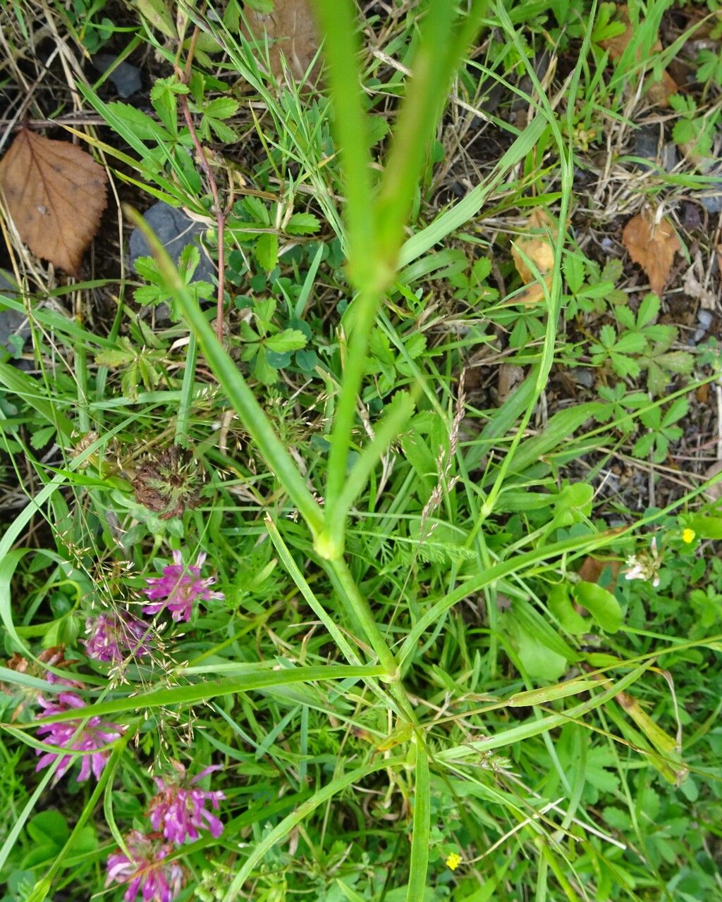 Dianthus superbus leaf