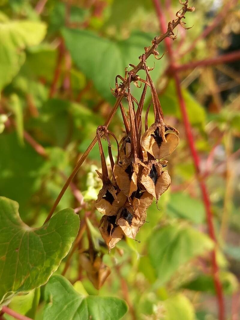 Pteroxygonum giraldii fruit